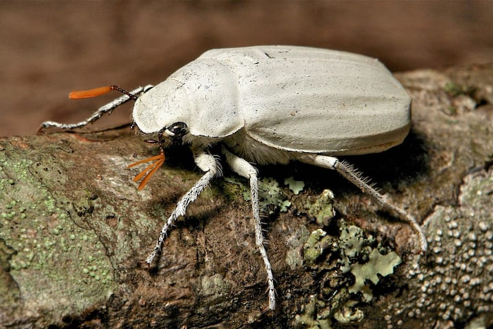 Les écailles exosquelettiques blanches du scarabée Cyphochilus ont inspiré les recherches des chercheurs d’Impossible Materials,  explique Lukas Schertel. 