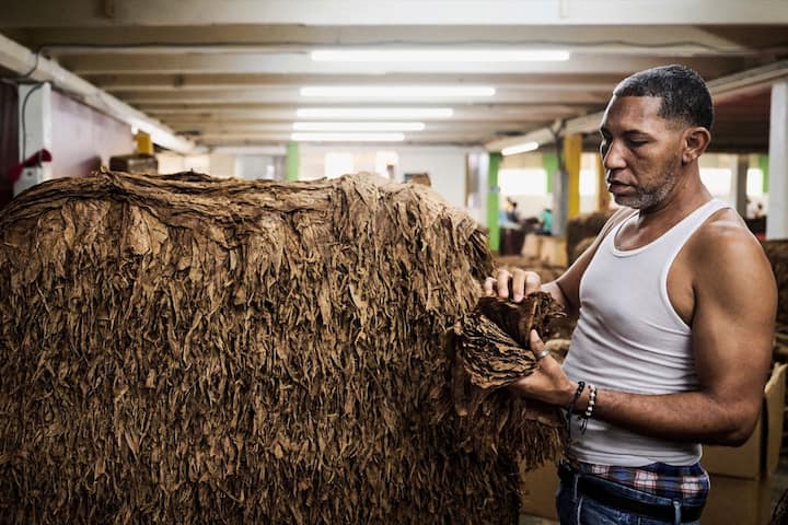 Un homme empile les feuilles de tabac qui seront ensuite livrï¿¯ï¾¿ï¾ï¿¯ï¾¾ï¾©es aux diffï¿¯ï¾¿ï¾ï¿¯ï¾¾ï¾©rents producteurs de cigares, le jeudi 28 septembre 2023 ï¿¯ï¾¿ï¾ï¿¯ï¾¾ï¾  Santiago de los Caballeros 