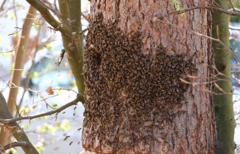 Einsatz für wildlebende Honigbienen